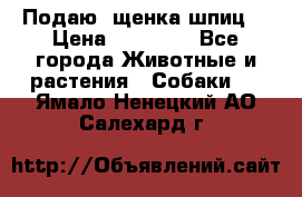 Подаю. щенка шпиц  › Цена ­ 27 000 - Все города Животные и растения » Собаки   . Ямало-Ненецкий АО,Салехард г.